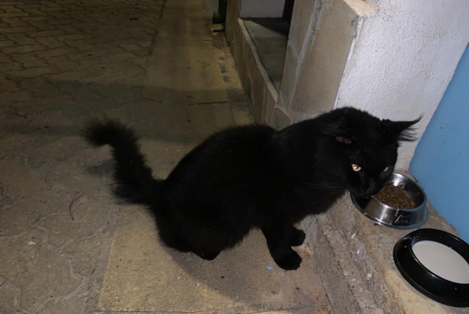 Discovery alert Cat Unknown Les Aires France
