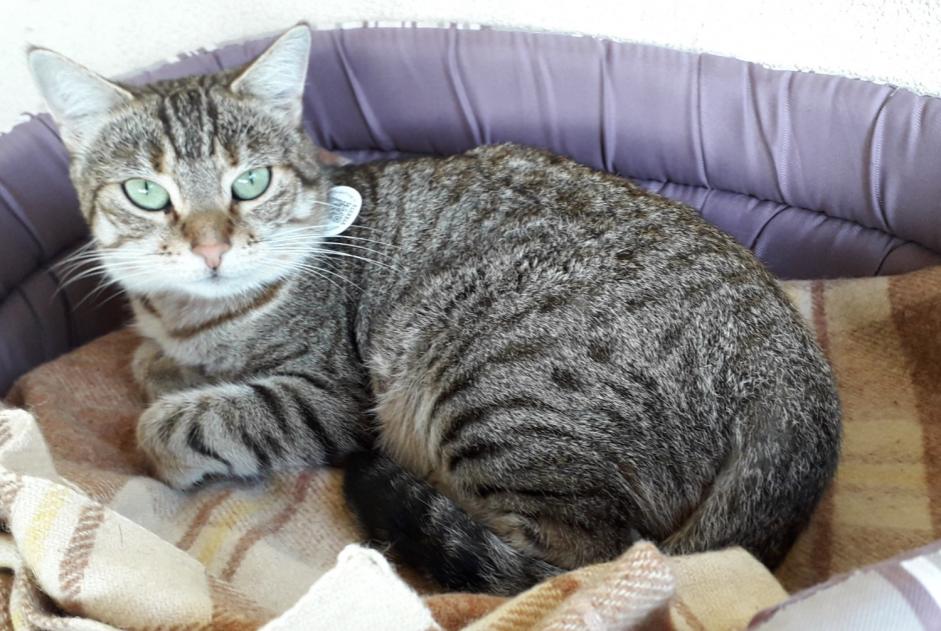 Alerte Disparition Chat croisement Femelle , 6 ans Bédarieux France