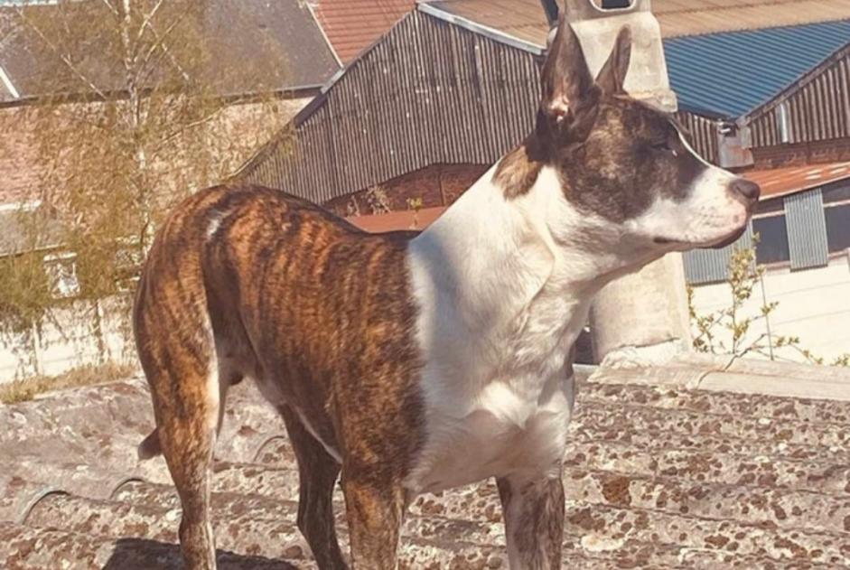 Alerte Disparition Chien  Mâle , 4 ans Louvroil France