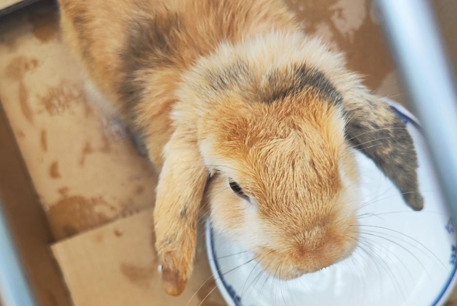 Alerte Découverte Lapin Inconnu Toulon France