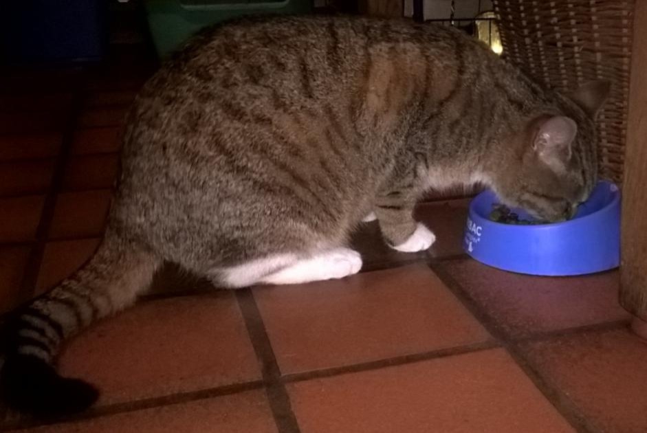 Avviso scomparsa Gatto  Femmina , 8 anni Steenwerck Francia