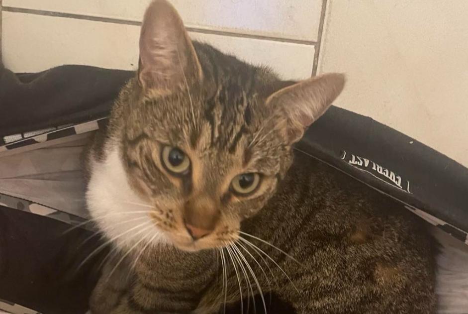 Avviso scomparsa Gatto incrocio di razze Maschio , 4 anni Denain Francia