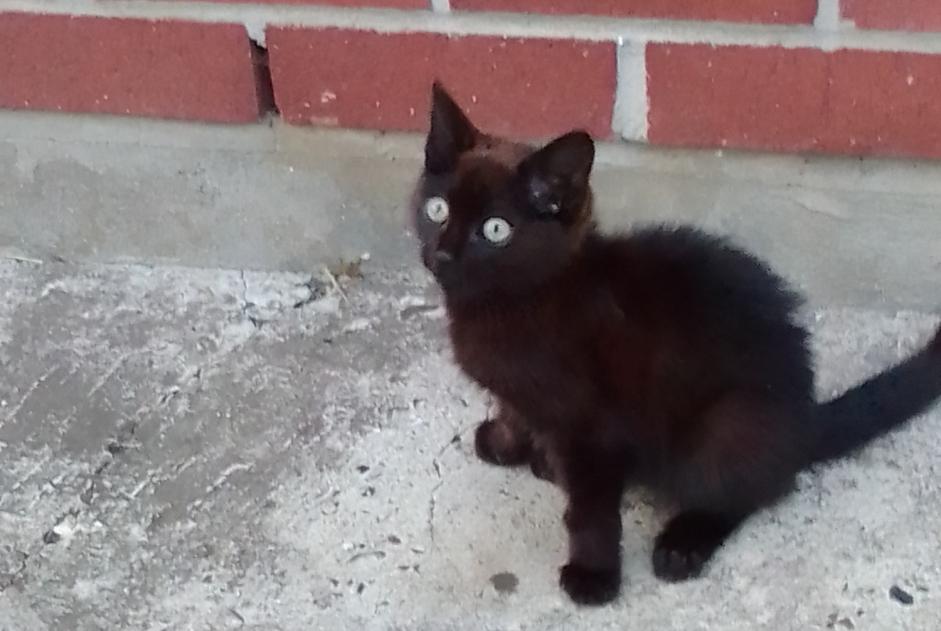 Alerta descoberta Gato Fêmea Bruay-sur-l'Escaut France